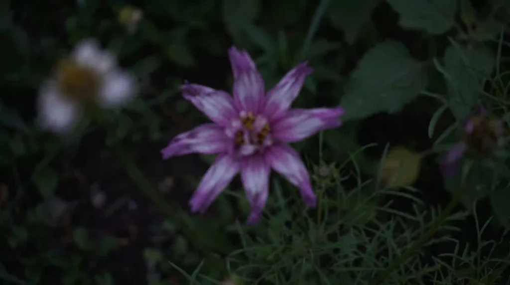 Low-light flower