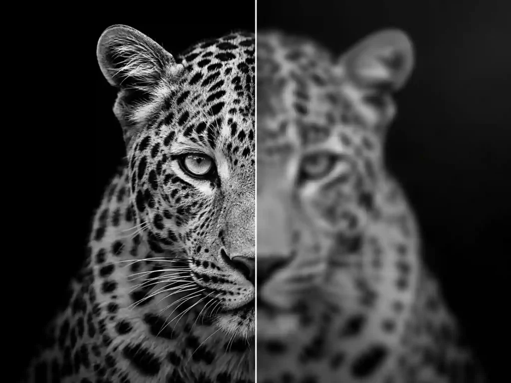 sharp vs blurry black and white detail