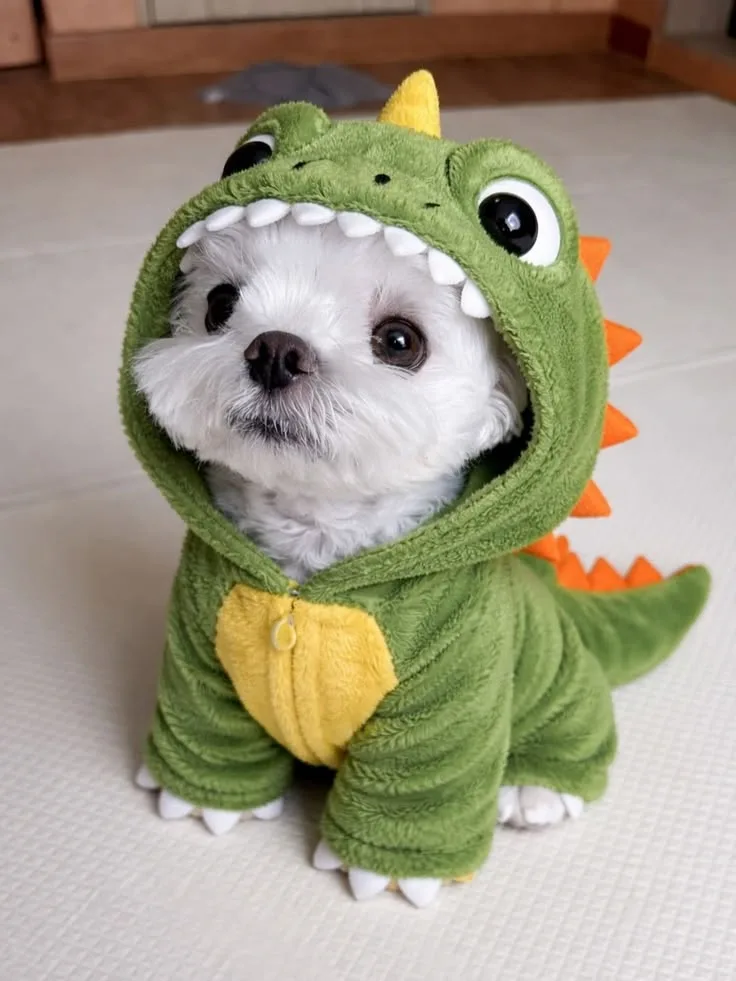 original image for Pet Photo